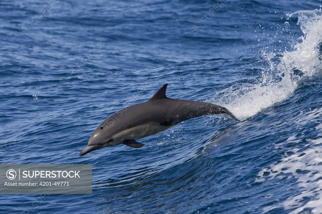 Common Dolphin (Delphinus delphis) jumping, Baja California, Mexico