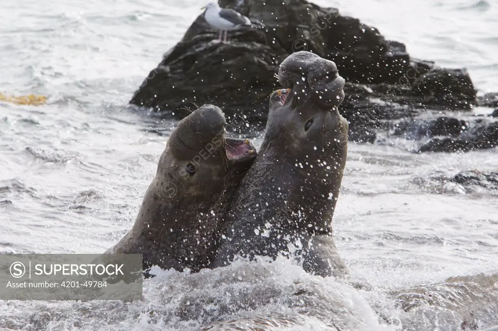 Northern Elephant Seal (Mirounga angustirostris) bulls fighting, San Benito Island, Baja California, Mexico