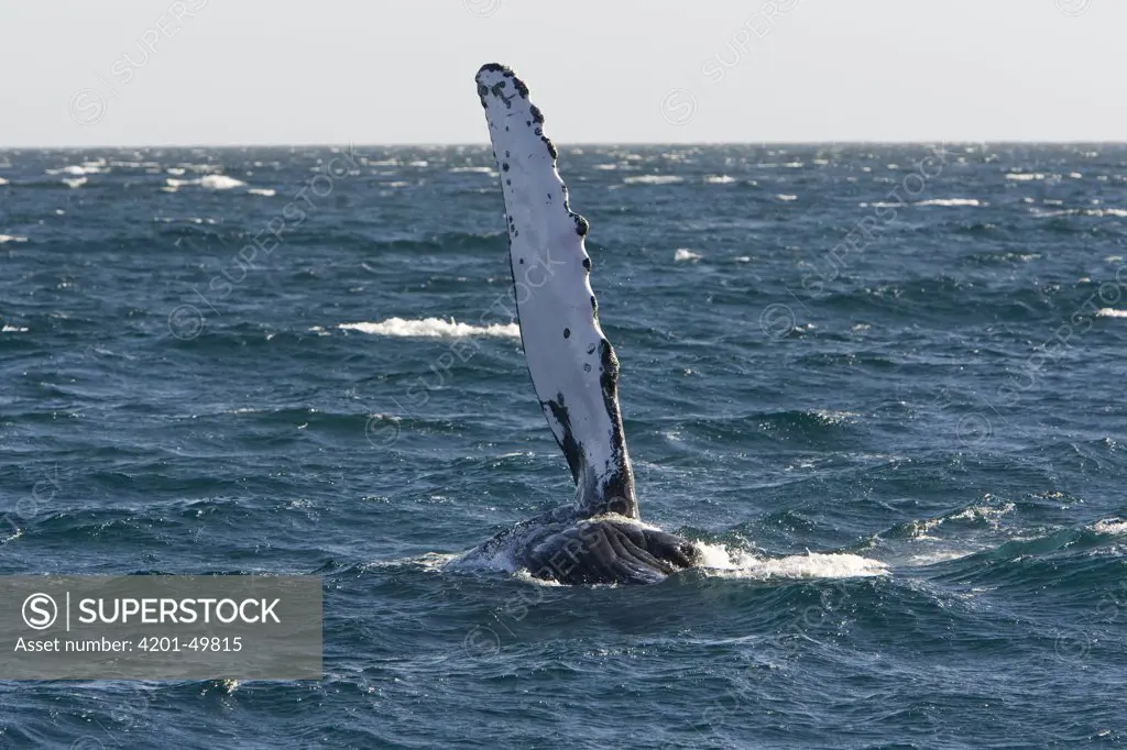 Humpback Whale (Megaptera novaeangliae) pectoral fin slapping, Sea of Cortez, Baja California, Mexico