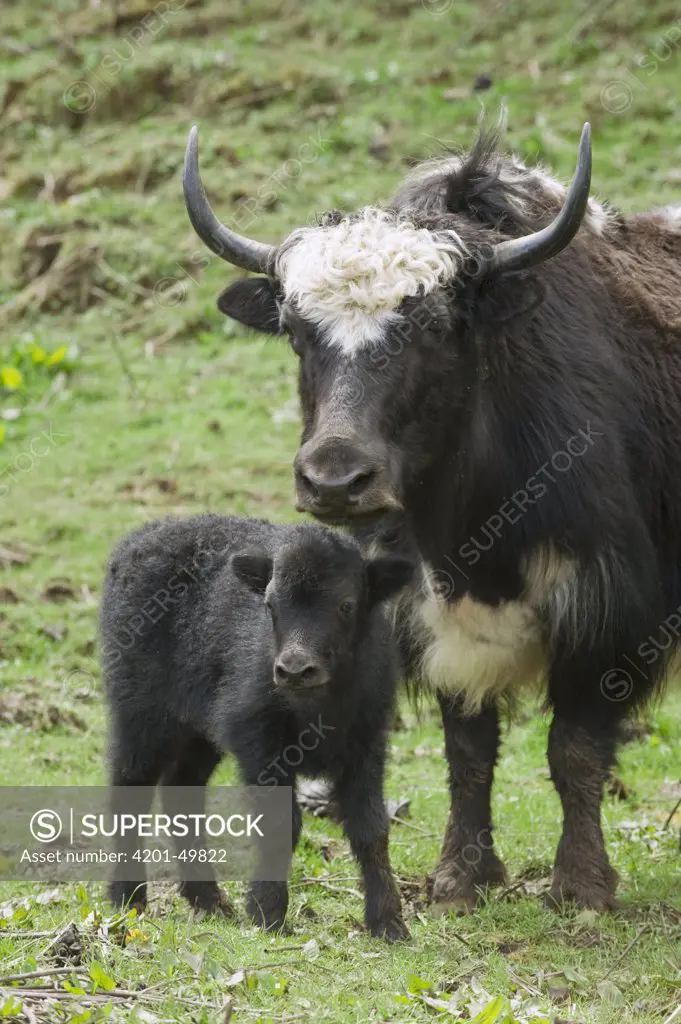Yak (Bos grunniens) mother and calf, Pele La Pass, Bhutan