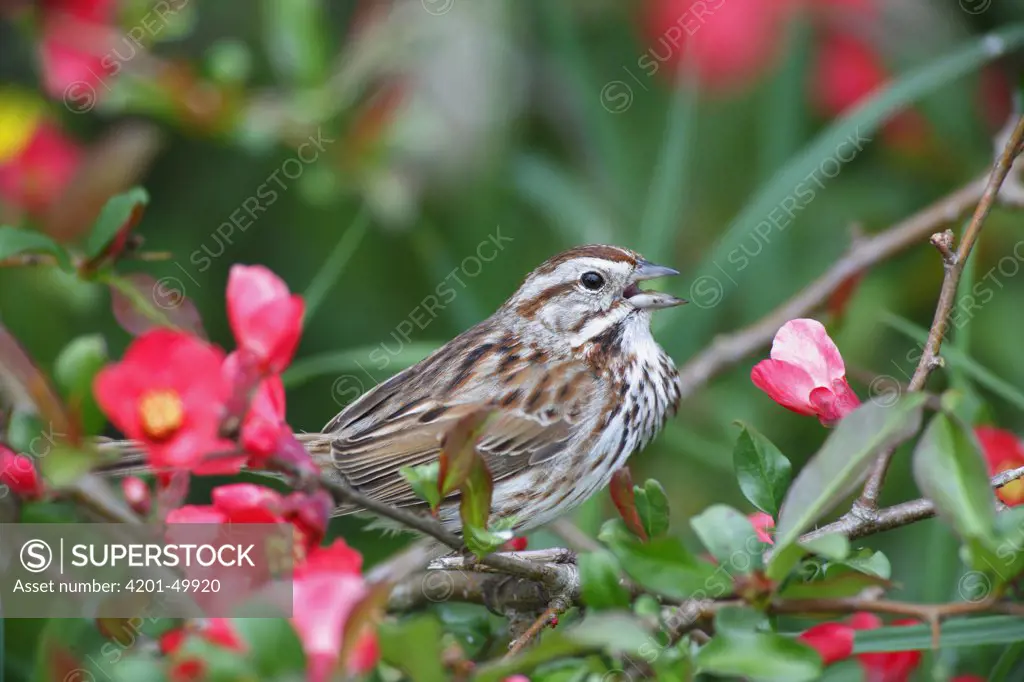Song Sparrow (Melospiza melodia) singing in flowering Common Quince (Cydonia oblonga) tree, Nova Scotia, Canada