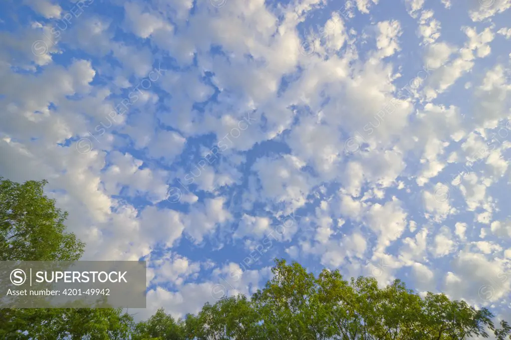 Cumulus clouds and deciduous tree, Catskill Mountains, New York