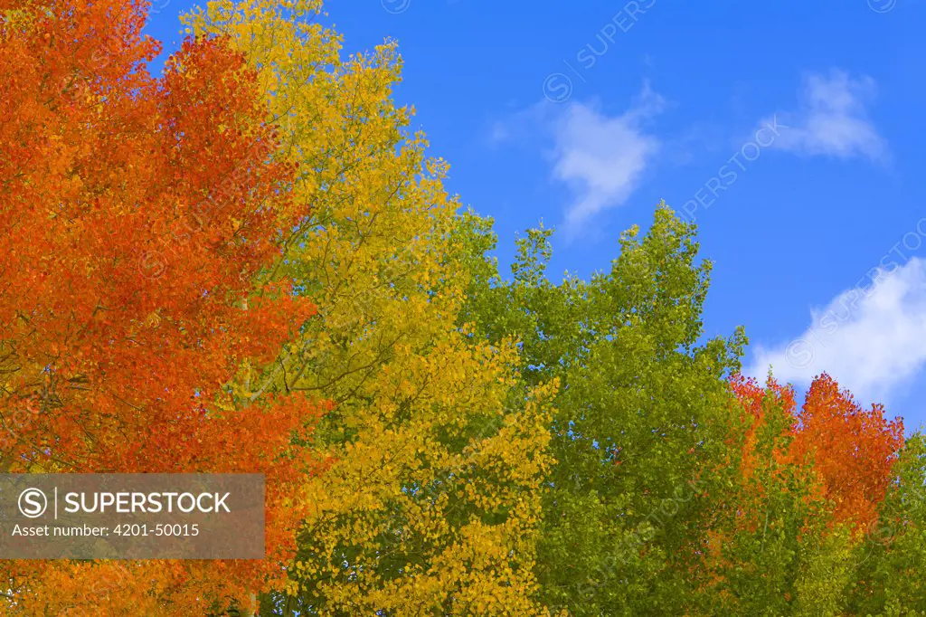 Aspen (Populus tremuloides) in brilliant fall colors, Grand Teton National Park, Wyoming