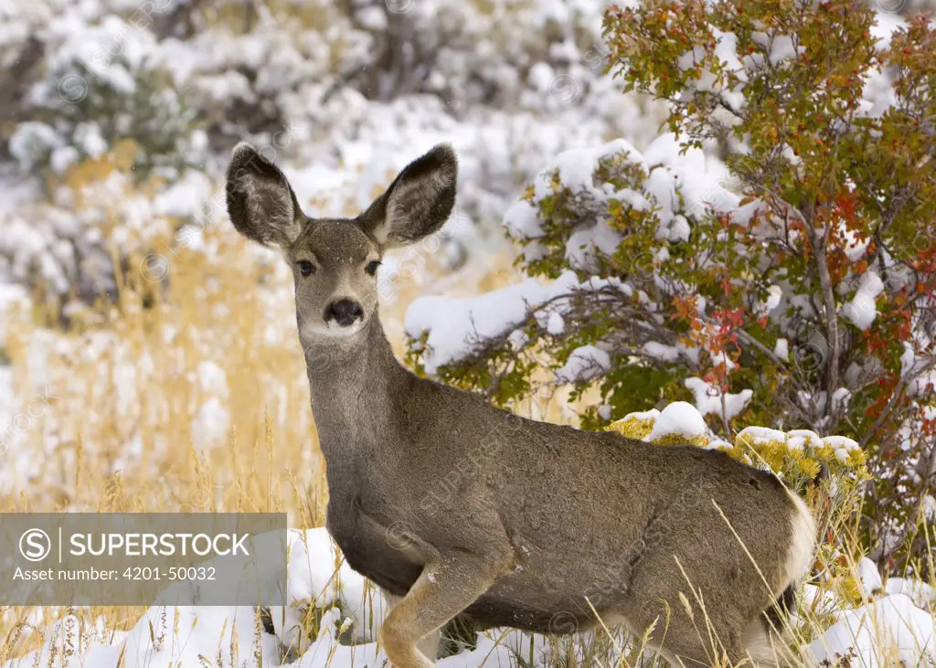 Mule Deer (Odocoileus hemionus hemionus) doe, Great Basin National Park, Nevada
