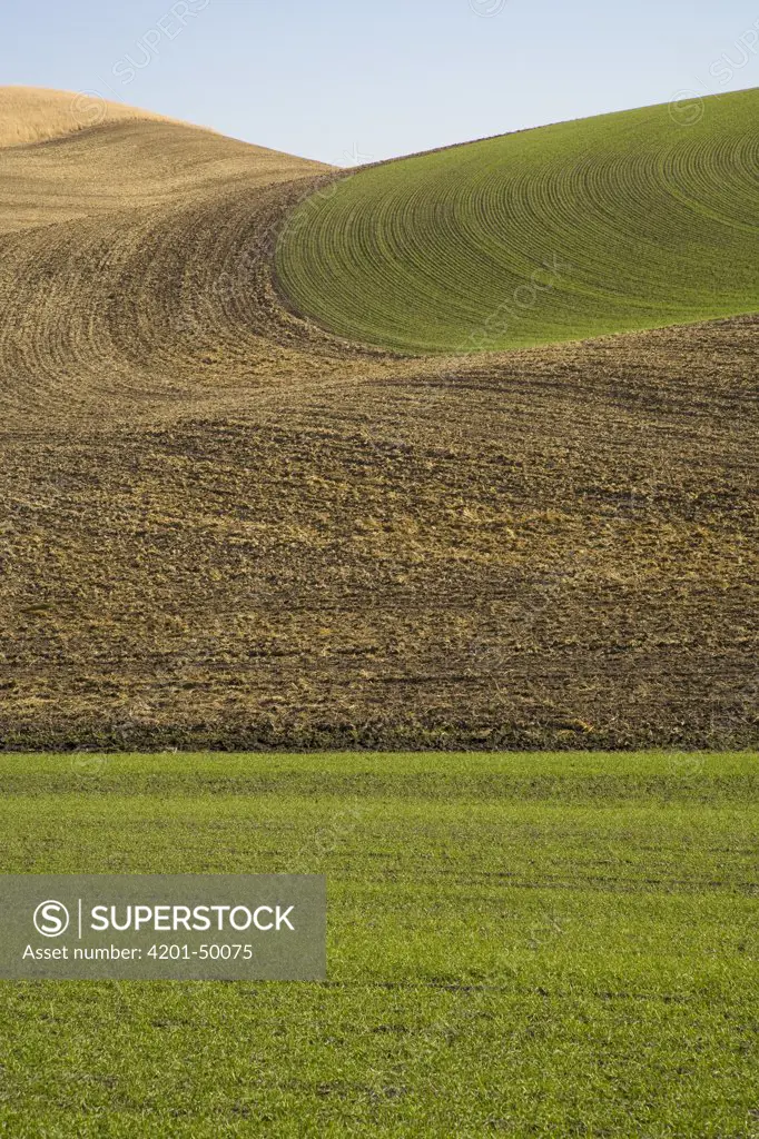 Harvested and freshly ploughed wheat fields with winter wheat already growing, Palouse Hills, Washington
