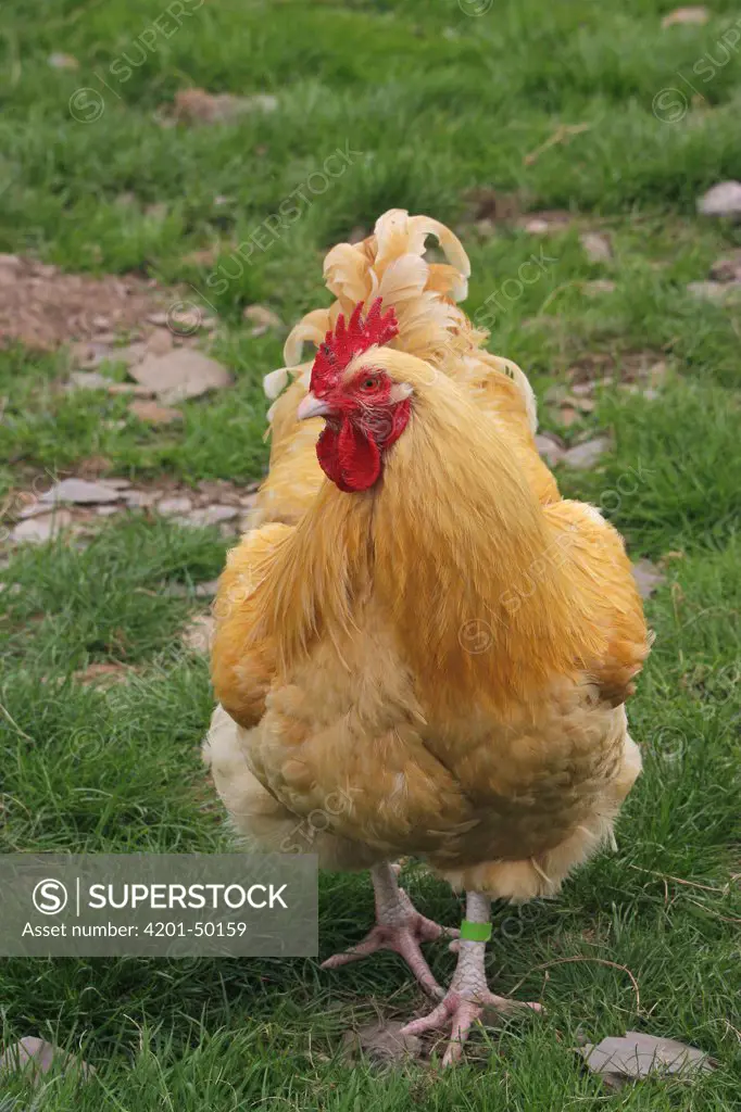 Domestic Chicken (Gallus domesticus) rooster, England