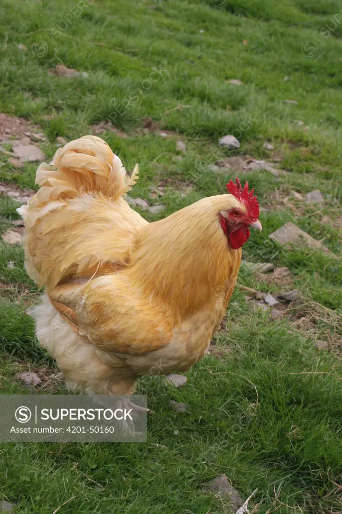 Domestic Chicken (Gallus domesticus) rooster, England
