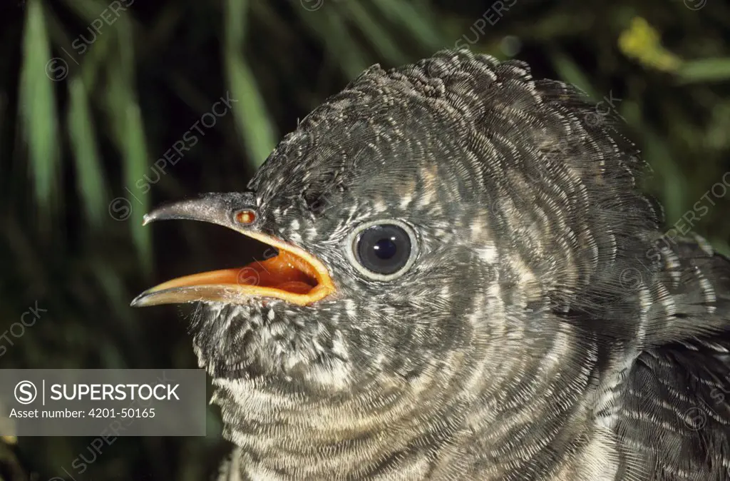 Common Cuckoo (Cuculus canorus) chick, England