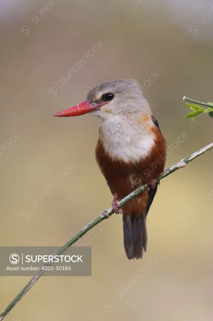 Grey-headed Kingfisher (Halcyon leucocephala) male, Samburu, Kenya