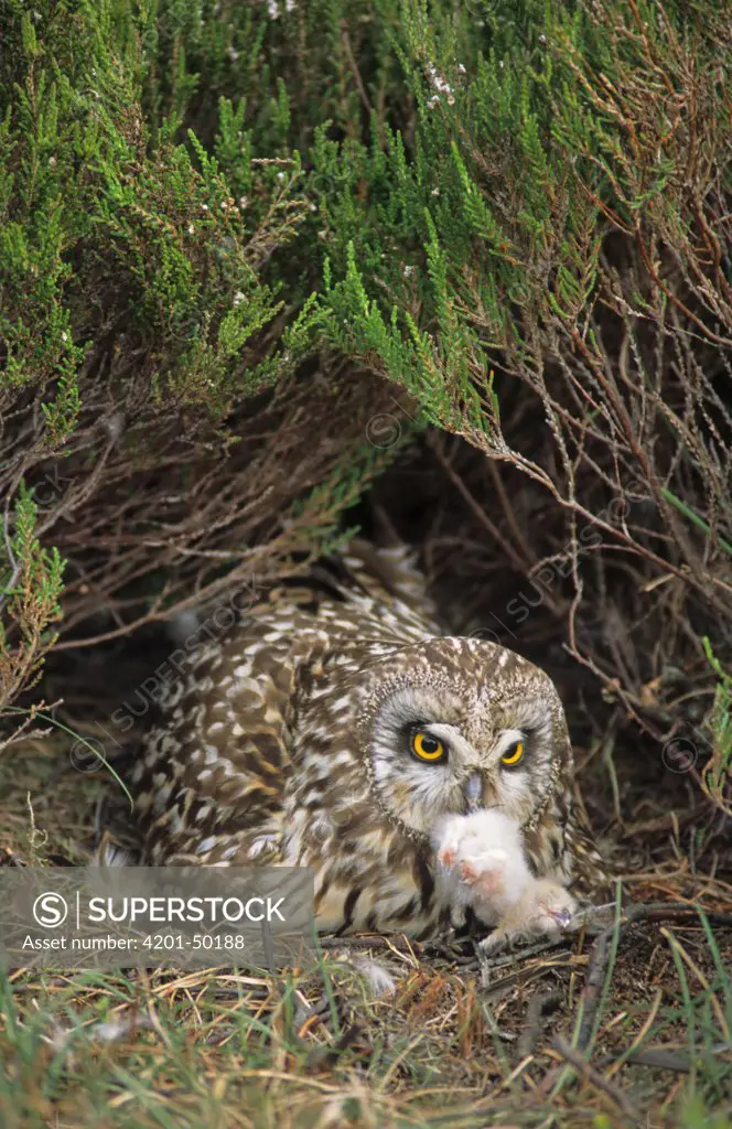 Short-eared Owl (Asio flammeus) eating its own dead chick, Europe