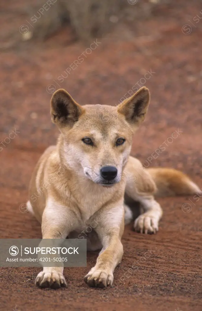 Dingo (Canis lupus dingo), Uluru-kata Tjuta National Park, Australia