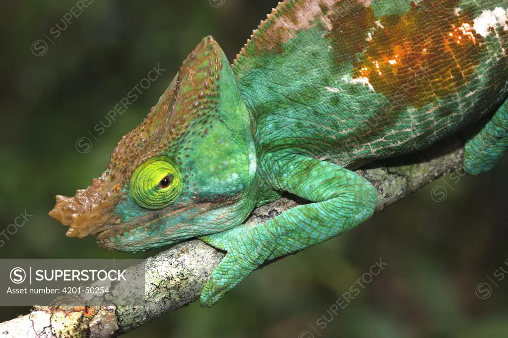 Parson's Chameleon (Chamaeleo parsonii), Andasibe, Madagascar