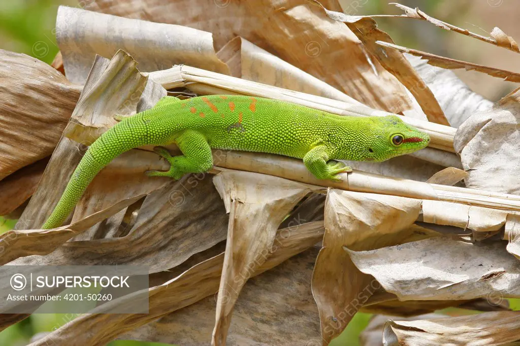 Madagascar Day Gecko (Phelsuma madagascariensis) on dead palm leaves, Madagascar