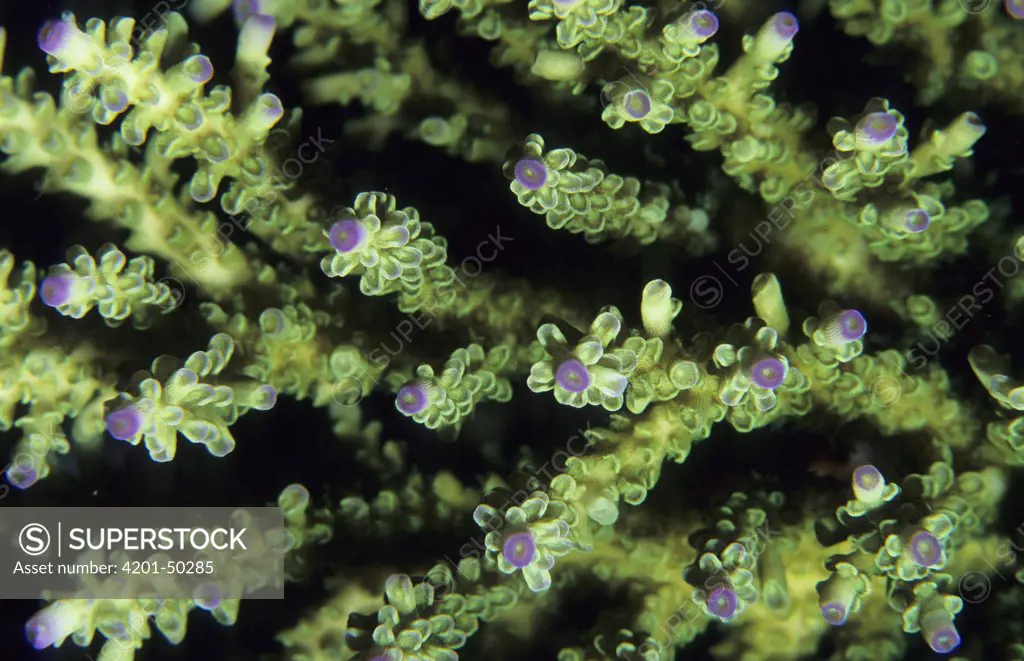 Stony Coral (Acropora sp), Remora Reef, South Minjanga, Morovo Lagoon, Solomon Islands