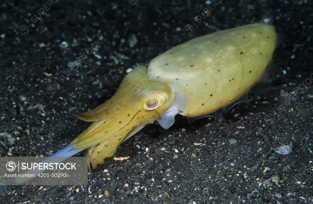 Broadclub Cuttlefish (Sepia latimanus) feeding, Lembeh Strait, Sulawesi, Indonesia