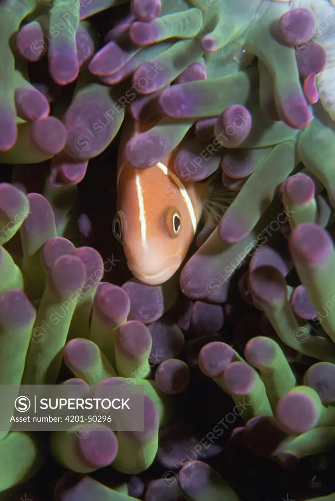 Pink Anemonefish (Amphiprion perideraion) in closed Magnificent Sea Anemone (Heteractis magnifica), Makai Reef, Solomon Islands