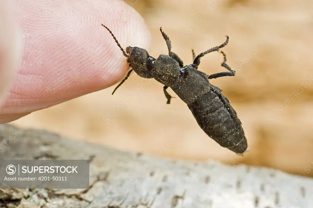 Devil's Coach-horse Beetle (Ocypus olens) biting finger with powerful jaws, Sussex, England