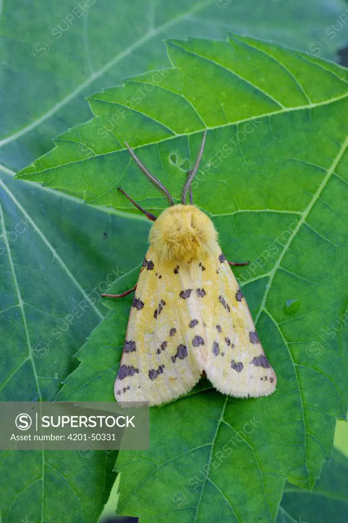 Purple Tiger (Rhyparia purpurata) moth resting on leaf, Hungary