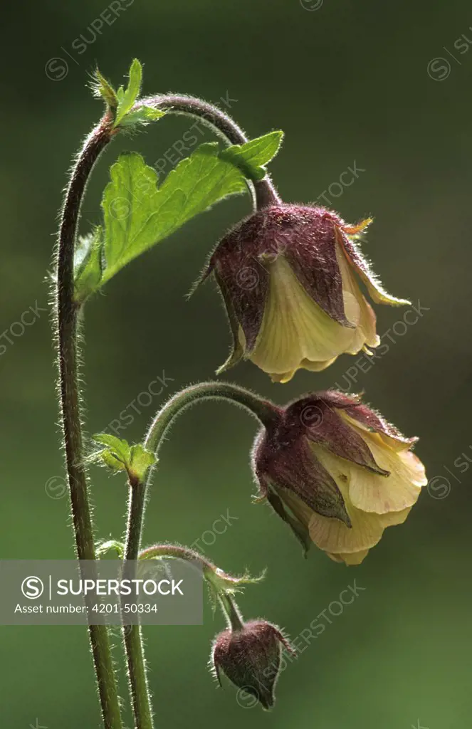 Water Aven (Geum rivale) flowers and bud, Derbyshire, England