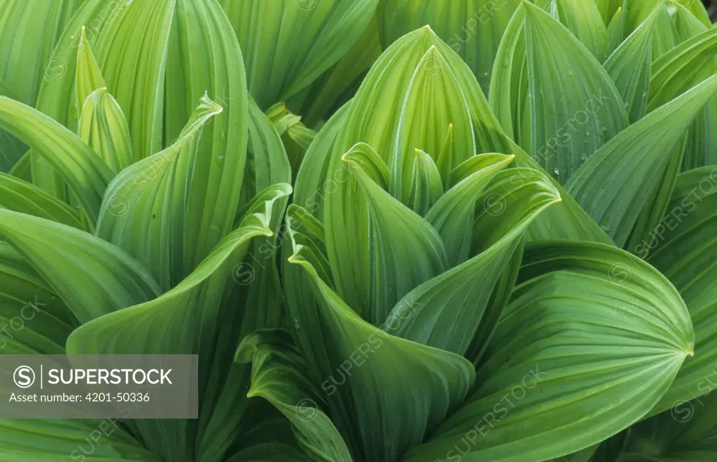 Green False Hellebore (Veratrum viride) leaf patterns, Glacier National Park, Montana