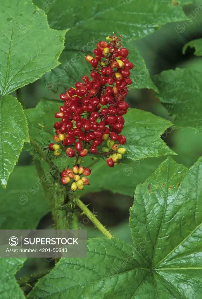 Devil's Club (Oplopanax horridus) berries, Hoh Rainforest, Washington