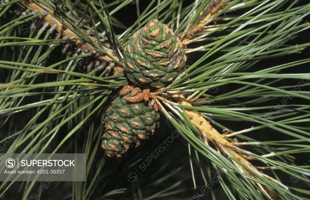 Southern Chinese Pine (Pinus tabuliformis) cone, native to Asia