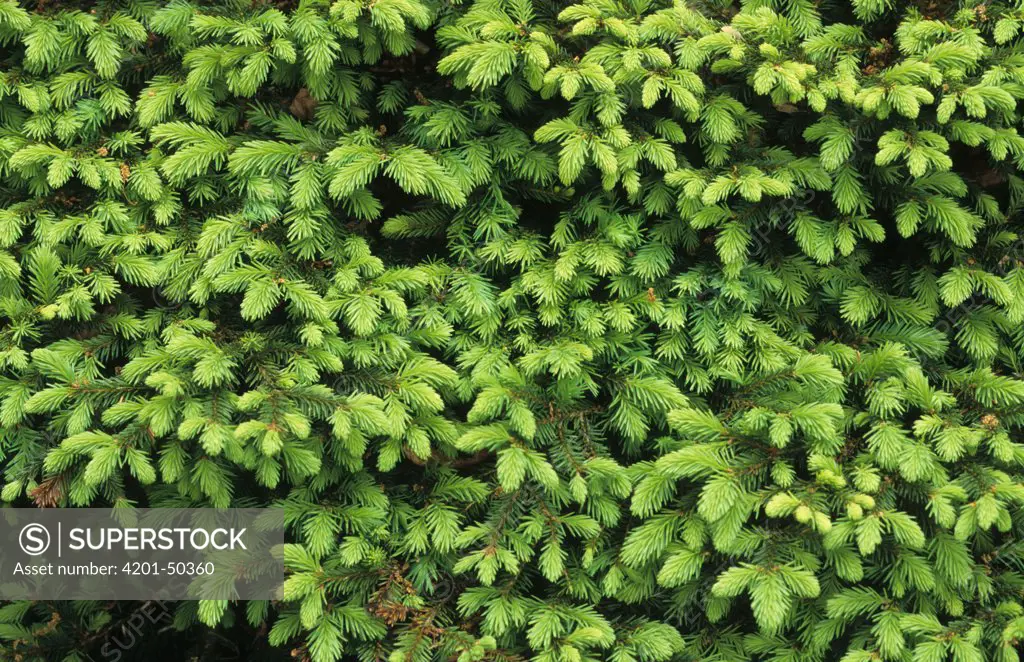 Norway Spruce (Picea abies) needles, Europe
