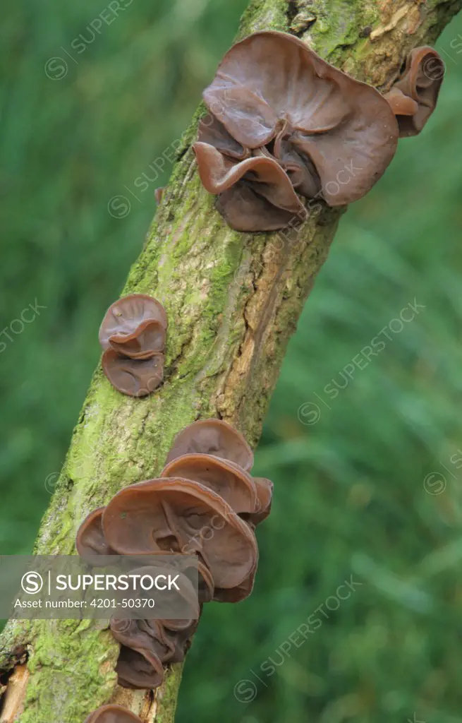Cloud Ear Fungus (Auricularia auricula-judae) mushrooms on branch, England