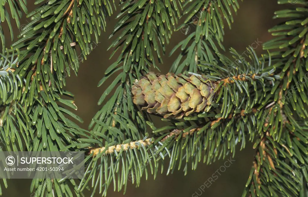 Yeddo Spruce (Picea jezoensis) cone, native to Asia