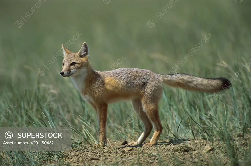 Swift Fox (Vulpes velox) alert in prairie, South Dakota