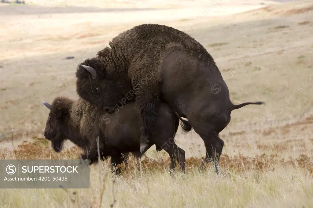 American Bison (Bison bison) bull and cow mating, western Montana