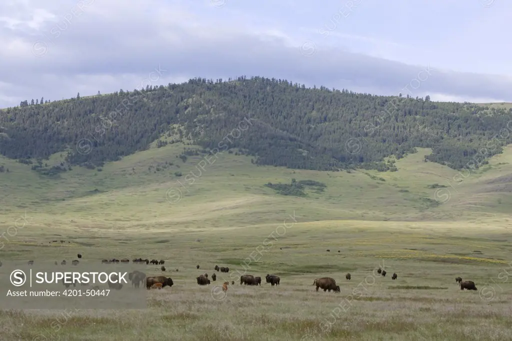 American Bison (Bison bison) herd in National Bison Range, Montana