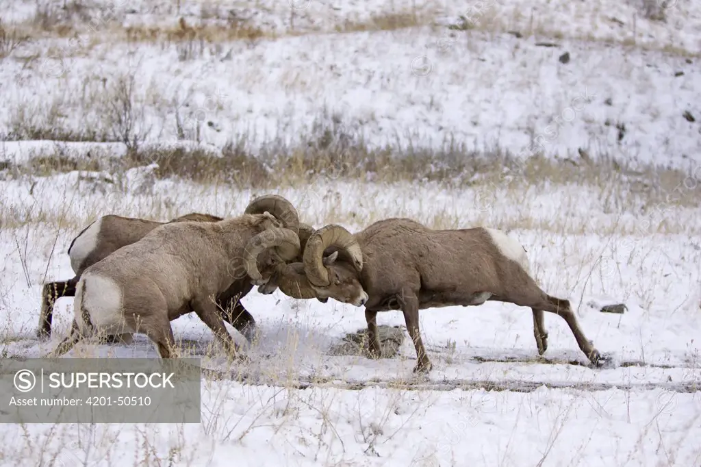 Bighorn Sheep (Ovis canadensis) rams butting heads, western Montana