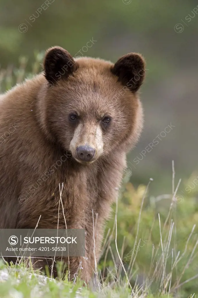 Black Bear (Ursus americanus) yearling cub, western Alberta, Canada