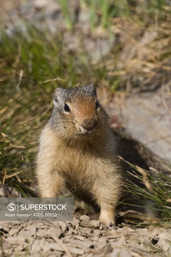 Columbian Ground Squirrel (Spermophilus columbianus) with nose covered with soil, western Montana
