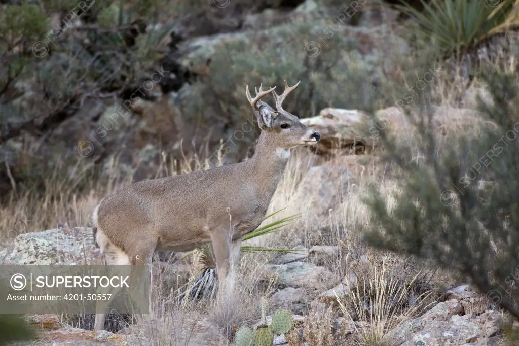 White-tailed Deer (Odocoileus virginianus) buck, southern Arizona