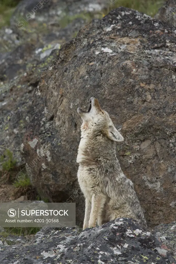 Coyote (Canis latrans) howling, Yellowstone National Park, Wyoming