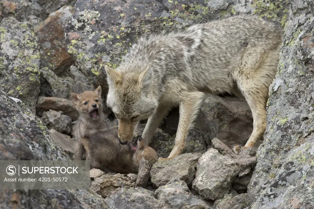Coyote (Canis latrans) female and pups at den, Yellowstone National Park, Wyoming
