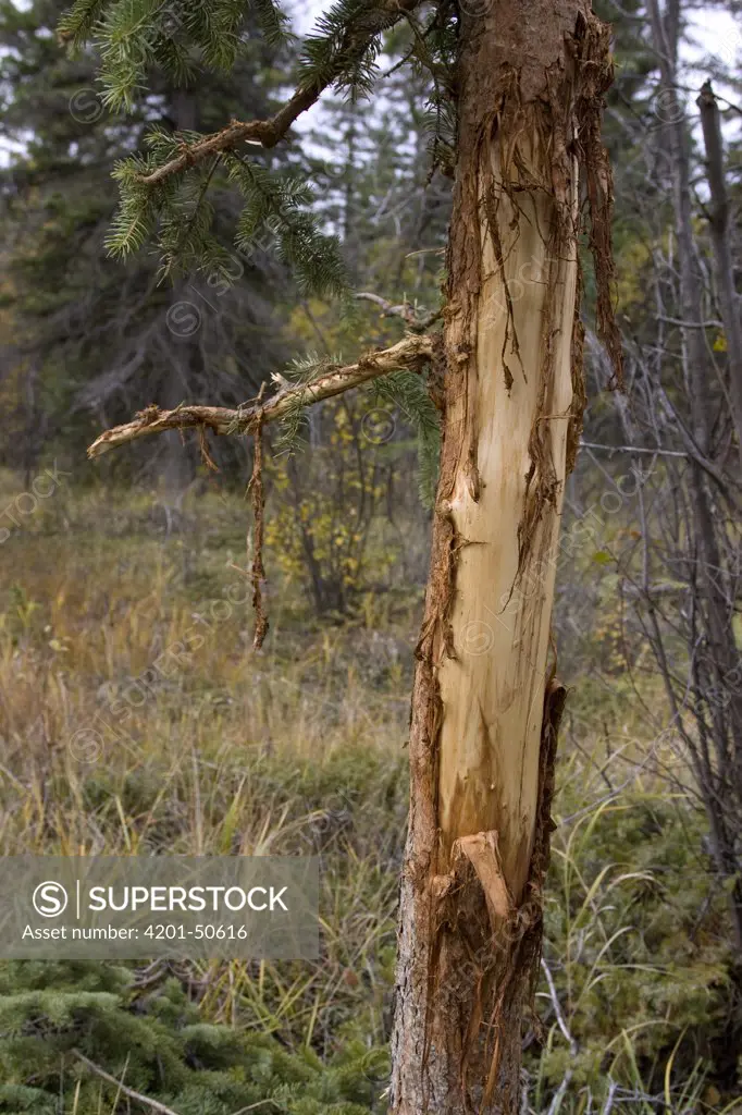 American Elk (Cervus elaphus nelsoni) rubs from bull on spruce tree, western Montana