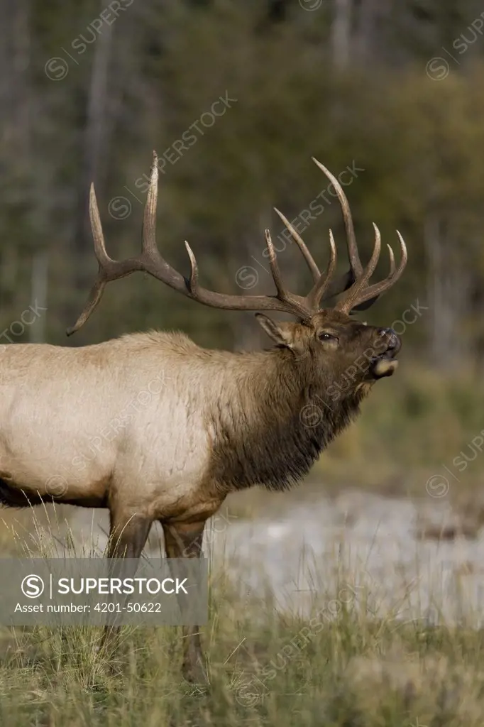 American Elk (Cervus elaphus nelsoni) bull bugling, western Montana