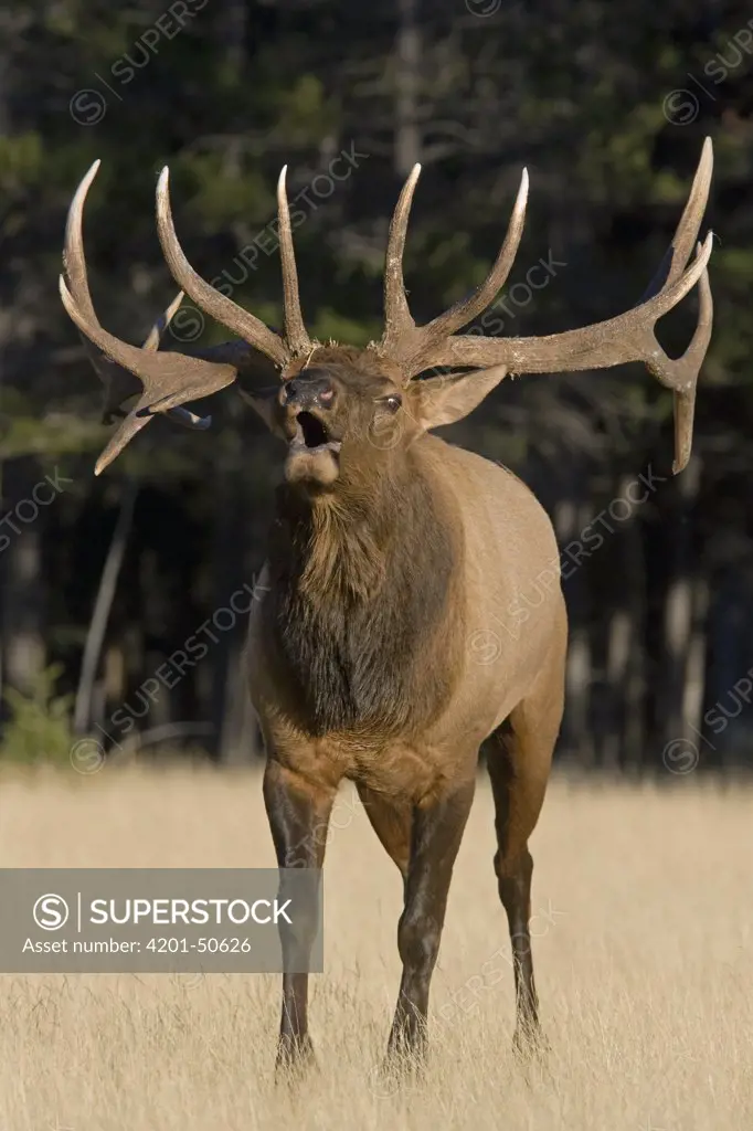 American Elk (Cervus elaphus nelsoni) bull bugling, western Montana