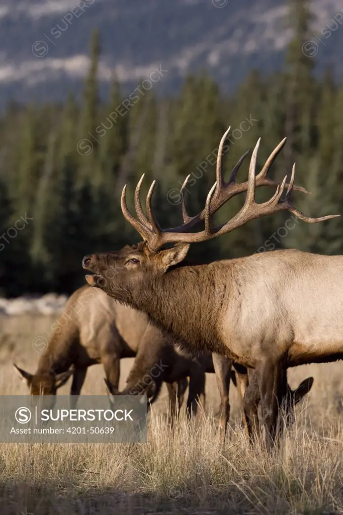 American Elk (Cervus elaphus nelsoni) bull bugling with harem, western Alberta, Canada