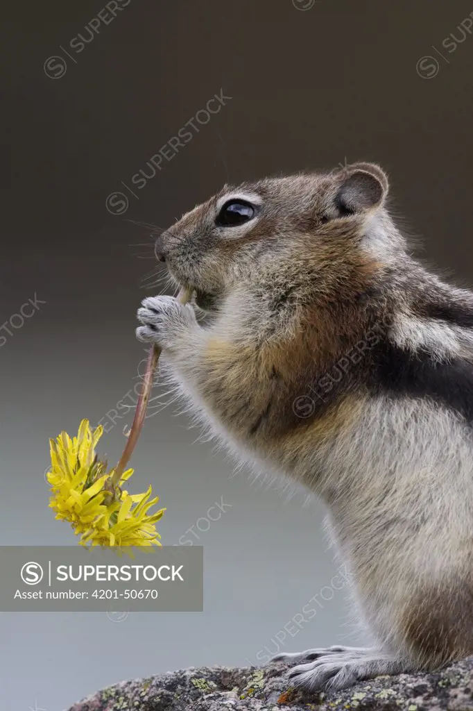 Golden-mantled Ground Squirrel (Spermophilus lateralis) eating Dandelion (Taraxacum officinale), western Montana