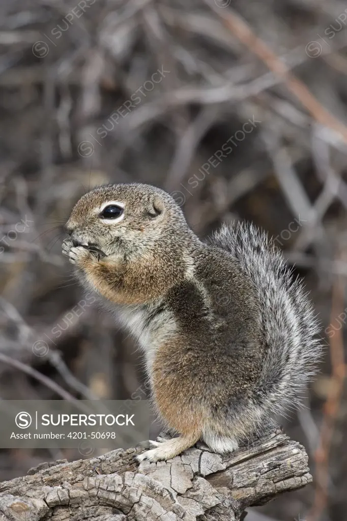 Harris' Antelope Squirrel (Ammospermophilus harrisii) eating a seed, southern Arizona