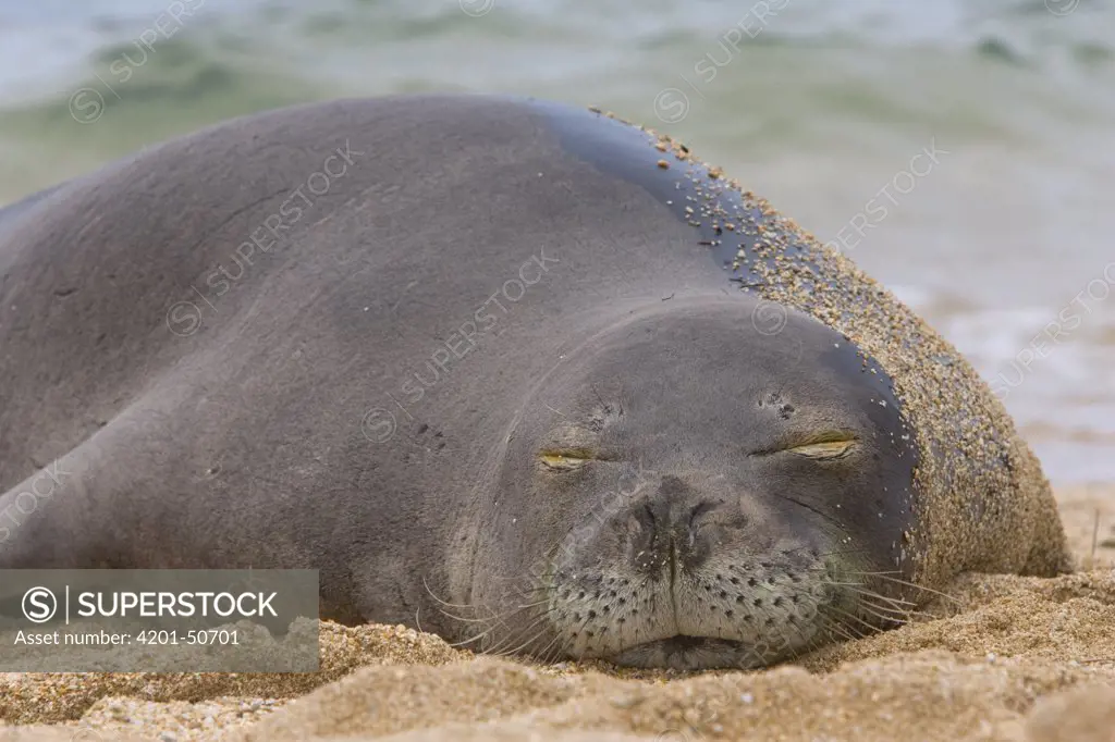 Hawaiian Monk Seal (Monachus schauinslandi) sleeping on beach, Kauai, Hawaii