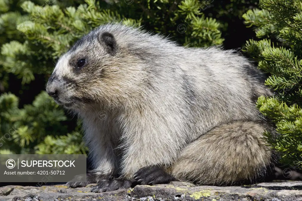 Hoary Marmot (Marmota caligata) juvenile, western Montana