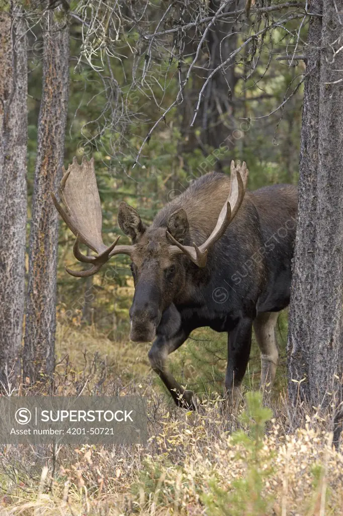 Moose (Alces americanus) bull, western Montana
