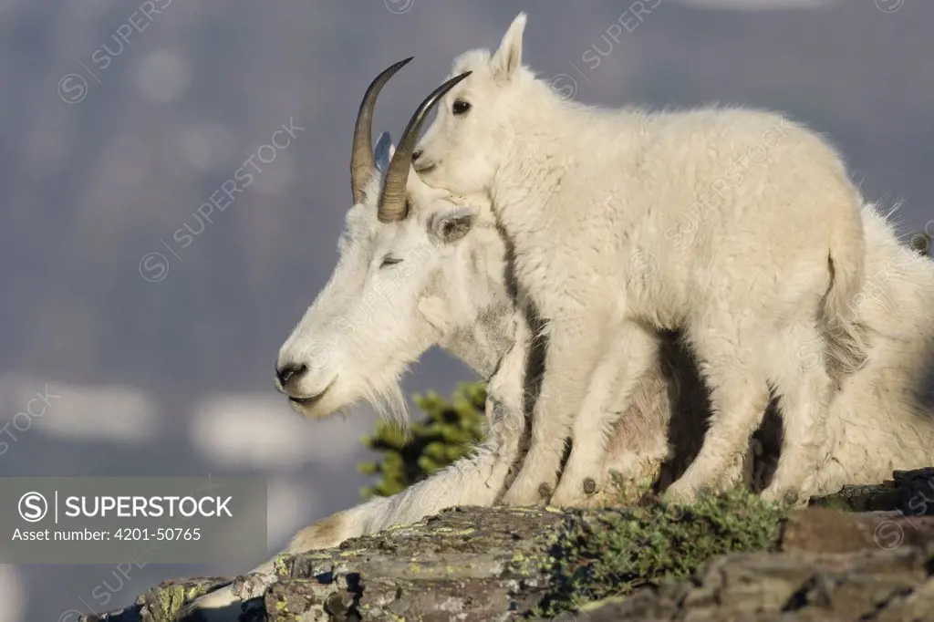 Mountain Goat (Oreamnos americanus) kid nuzzling nanny, Glacier National Park, Montana