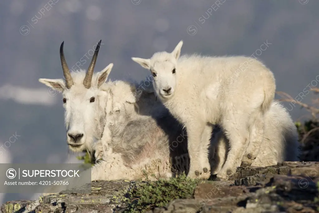 Mountain Goat (Oreamnos americanus) nanny with kid, Glacier National Park, Montana