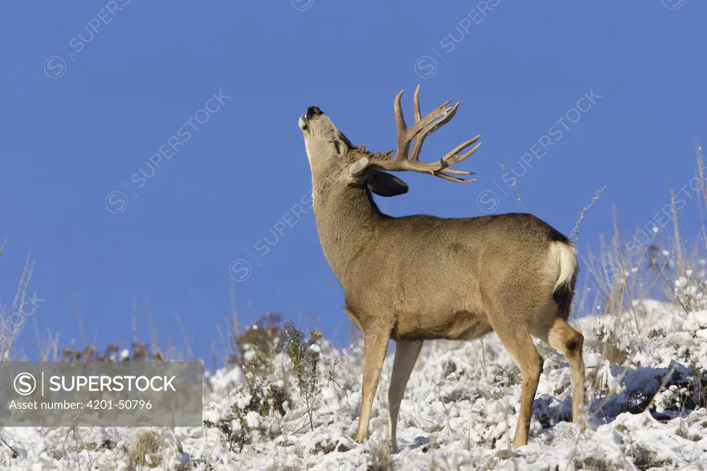 Mule Deer (Odocoileus hemionus) buck flehming, western Montana
